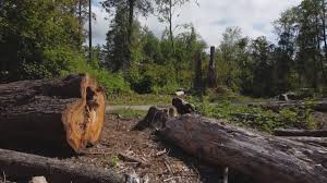 Best Firewood Processing and Delivery  in Midway South, TX