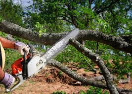 How Our Tree Care Process Works  in  Midway South, TX