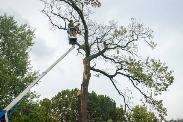 Midway South, TX Tree Removal Company