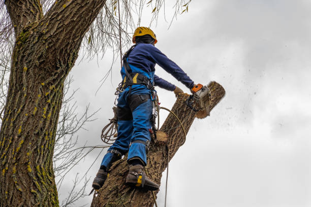 Best Stump Grinding and Removal  in Midway South, TX