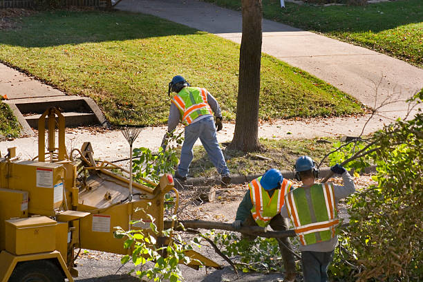 Best Palm Tree Trimming  in Midway South, TX