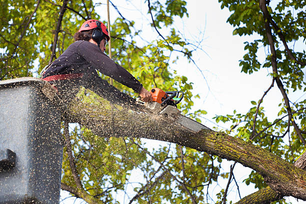 Best Tree Disease Treatment  in Midway South, TX