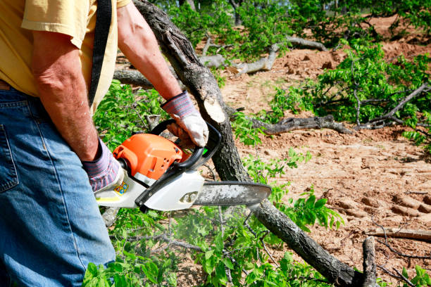Best Tree Risk Assessment  in Midway South, TX