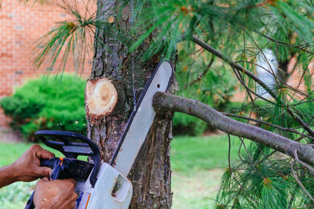 How Our Tree Care Process Works  in  Midway South, TX